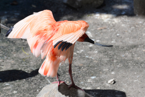 World of Birds Wildlife Sanctuary.